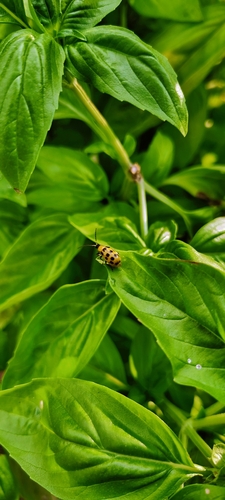 Spotted Cucumber Beetle