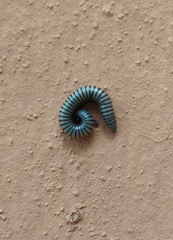 Ommatoiulus rutilans