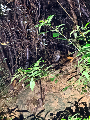 Mainland Leopard Cat