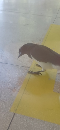Curl-crested Jay