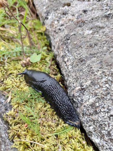 Black Slug