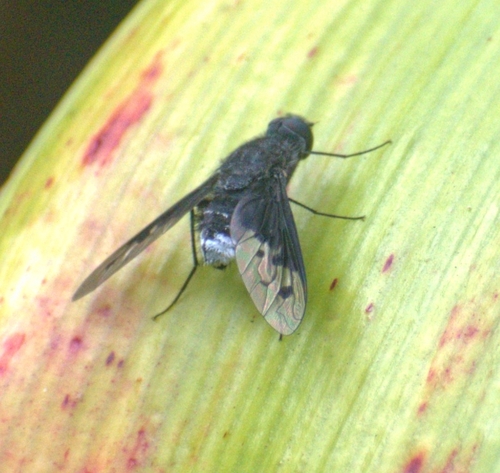 Charcoal Bee Flies