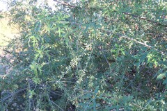 author not stated, no rights reserved Coccinia rehmannii, photograph author not stated, no rights reserved