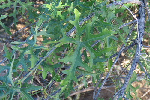 Coccinia rehmannii, photograph 1