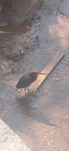 Rufescent Tiger-Heron