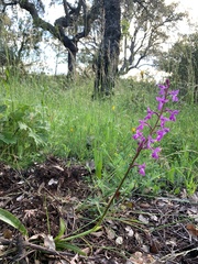 Orchis mascula laxifloriformis