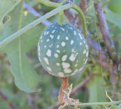 Coccinia rehmannii