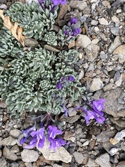 (c) Antoine MARNAT, some rights reserved (CC BY) Linaria alpina, photograph (c) Antoine MARNAT, some rights reserved (CC BY)