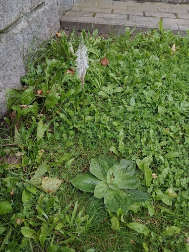 Hoary Plantain