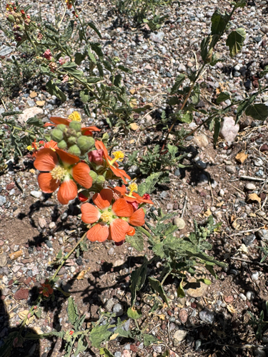 Fendler's Globemallow