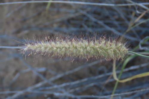 Cenchrus ciliaris