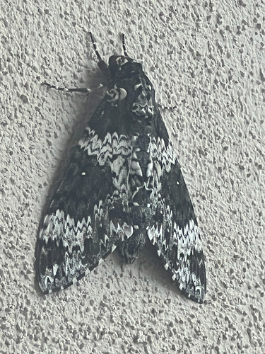 Rustic Sphinx