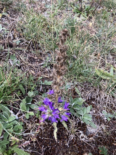 Campanula spicata, photograph 3