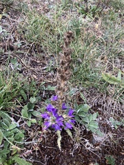 Campanula spicata, photograph (c) Antoine MARNAT, some rights reserved (CC BY)