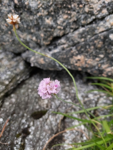 Sea Thrift