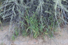 author not stated, no rights reserved Setaria verticillata, photograph author not stated, no rights reserved