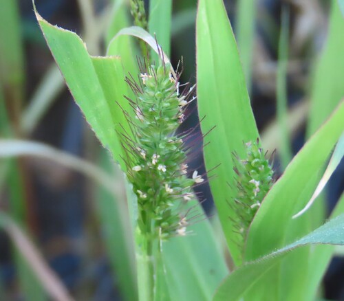Setaria verticillata, photograph 3