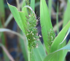author not stated, no rights reserved Setaria verticillata, photograph author not stated, no rights reserved