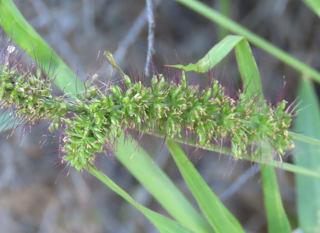 Setaria verticillata; photograph author not stated, no rights reserved
