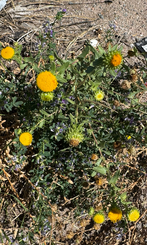 curlytop gumweed
