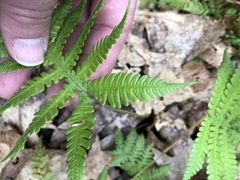 Phegopteris