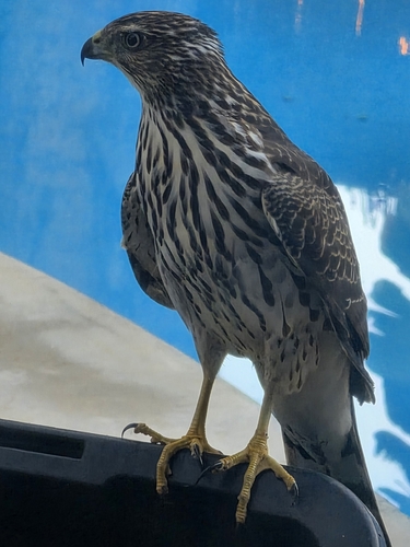 Cooper's Hawk