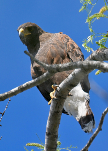 Harris's Hawk
