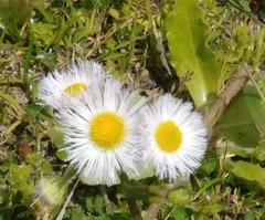 Erigeron