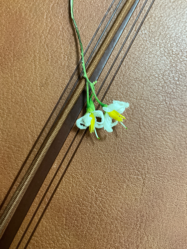 Texas nightshade