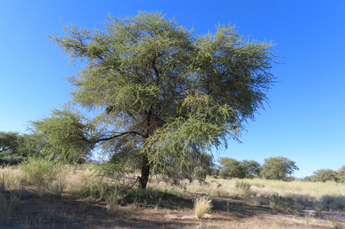 Vachellia tortilis, photograph 4