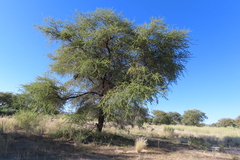 author not stated, no rights reserved Vachellia tortilis, photograph author not stated, no rights reserved