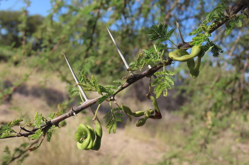 Vachellia tortilis, photograph 3