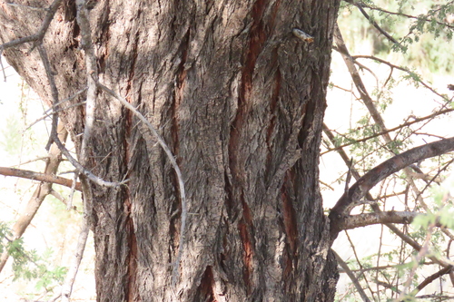 Vachellia tortilis, photograph 1