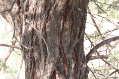 author not stated, no rights reserved Vachellia tortilis, photograph author not stated, no rights reserved