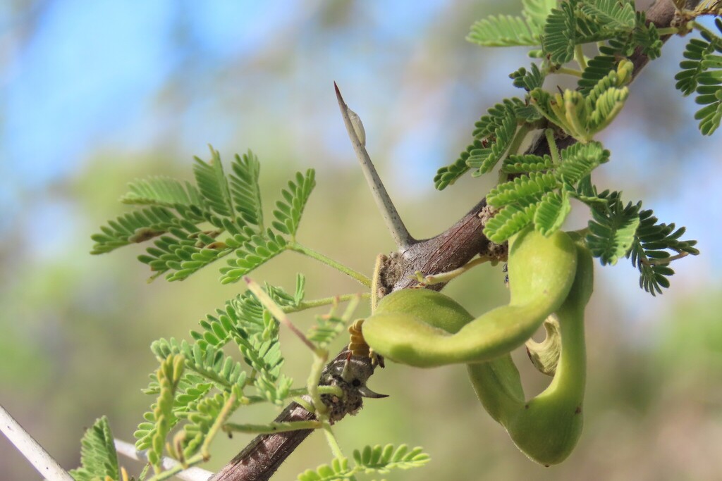 Vachellia tortilis; photograph author not stated, no rights reserved