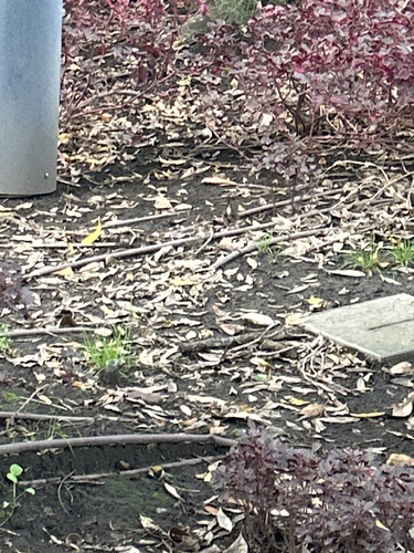 Song Sparrow
