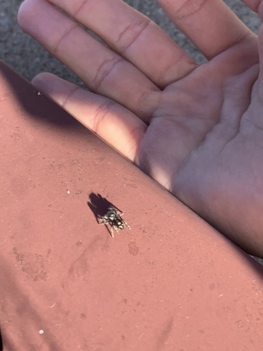 Bold Jumping Spider