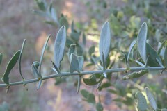 Azima tetracantha, photograph author not stated, no rights reserved