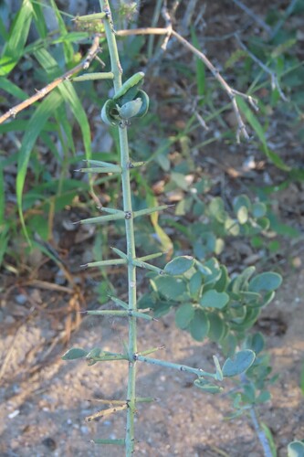 Azima tetracantha, photograph 3