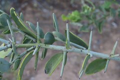 Azima tetracantha