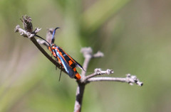 Synanthedon polygoni