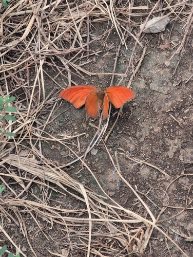 Goatweed Leafwing