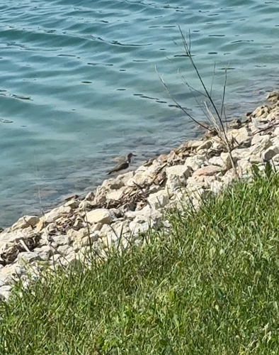 Spotted Sandpiper