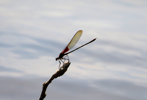 American Rubyspot