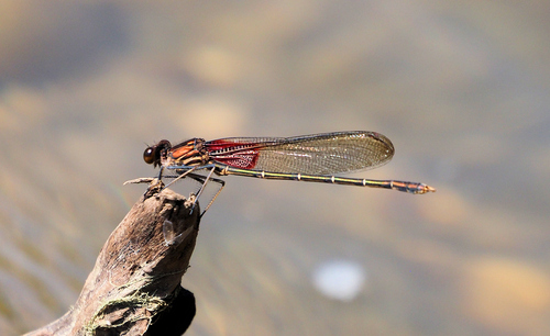 American Rubyspot