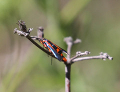 Synanthedon polygoni