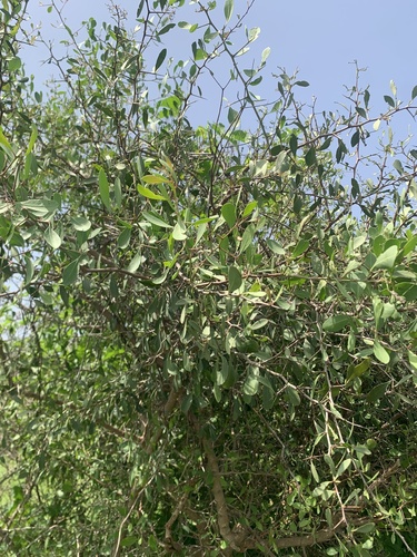 confetti spikethorn