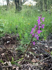 Orchis mascula laxifloriformis