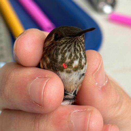 Rufous Hummingbird