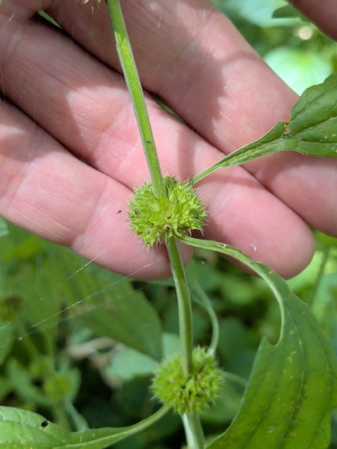 Chaiturus marrubiastrum, photograph 5